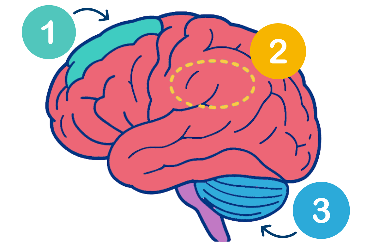 Image of the brain regions and how brain mapping works at MindWay ABA Therapy.